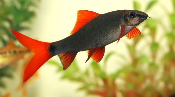 Лабео зеленый