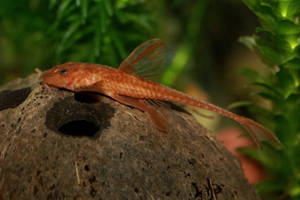 Лорикария красная