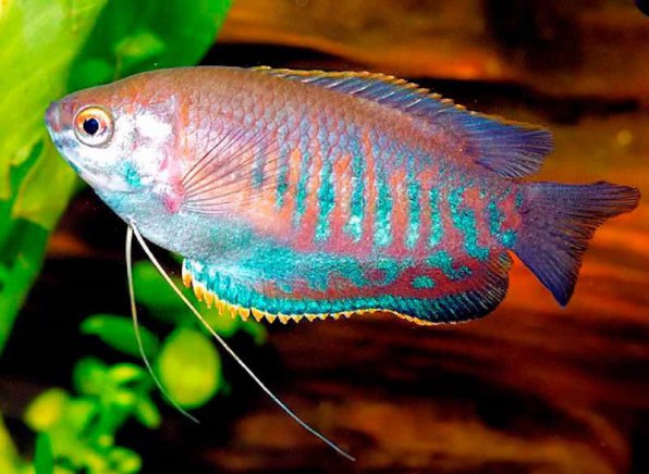 Колиза лябиоза