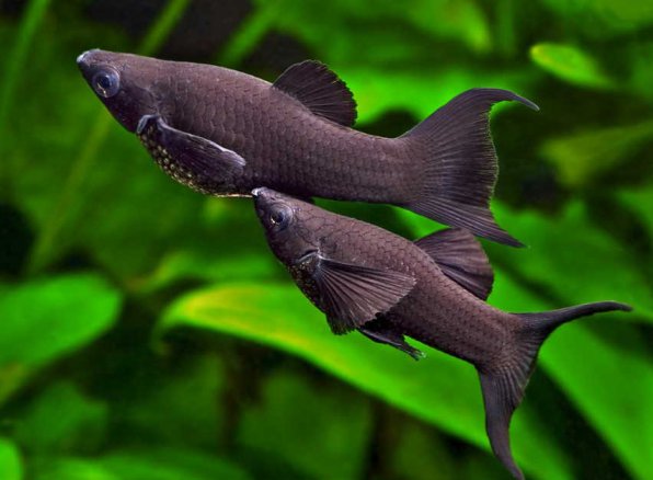 Моллинезии