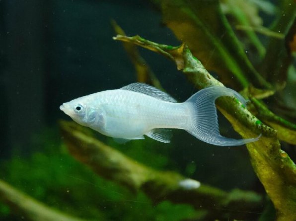 Моллинезия белая&nbsp;фото