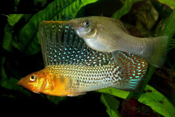 Моллинезия Велифера, высокоплавничая, парусная