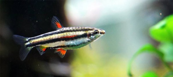 Нанностомус маргинатус