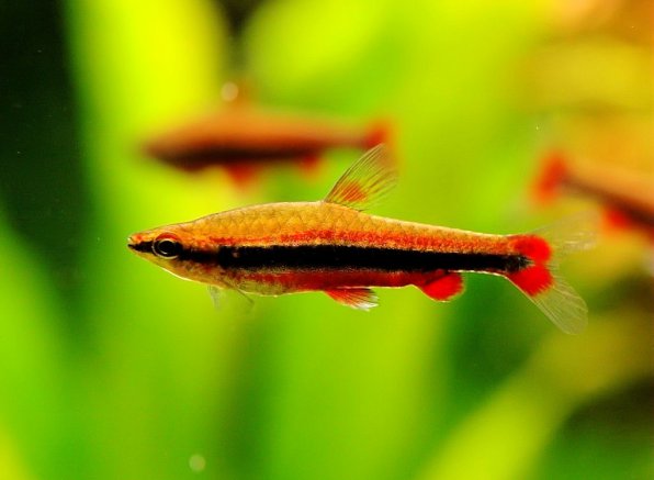 нанностомус Бекфорда