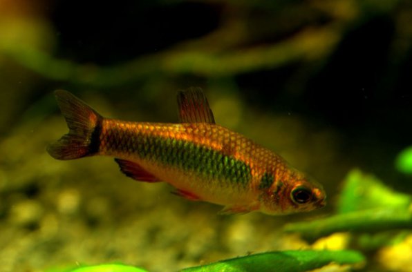 Неолебиас Анзорга