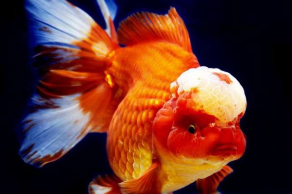 Оранда красная шапочка