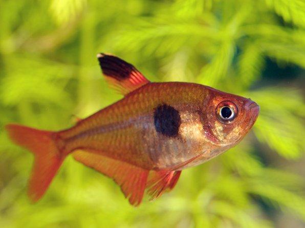 Красный фантом орантус