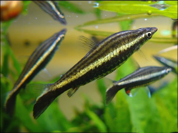 Пецилобрикон