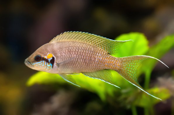 Принцесса Бурунди