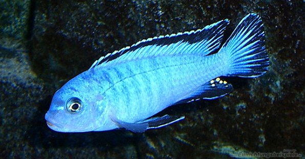 Псевдотрофеус пиндани