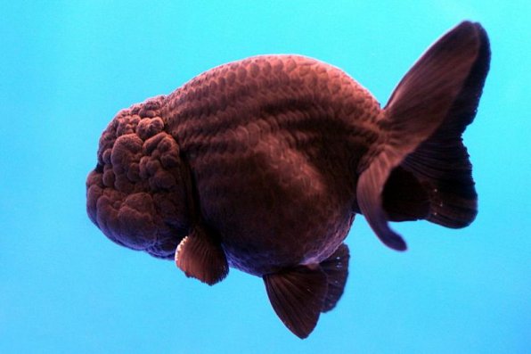 Ранчу рыбка