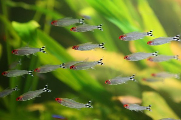 Родостомус