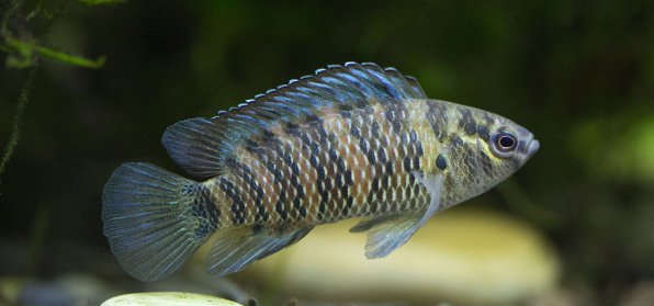 Рыба хамелеон или бадис бадис