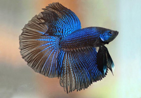 Рыбка петушок