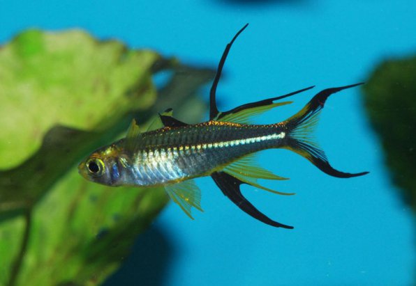  Тельматерина ладигеза