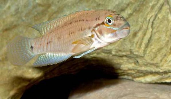 Ракушковая собачка