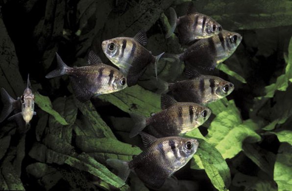 Тернеция фото