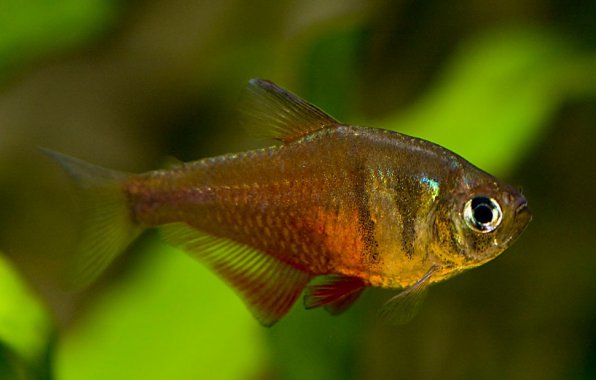 Тетра фон рио