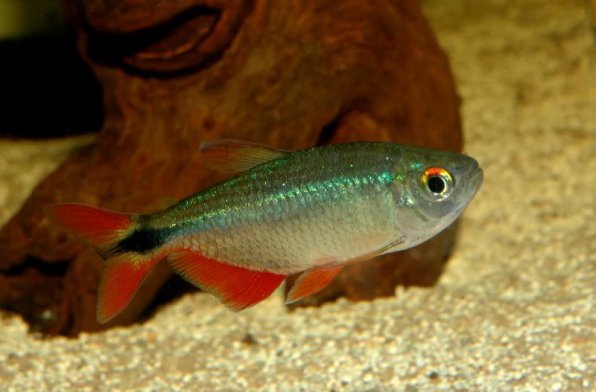 Тетрагоноптерус