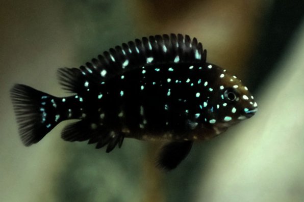 Трофеус звездчатый