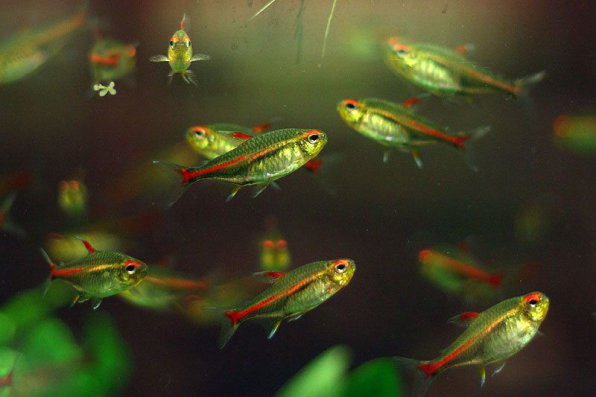 эритрозонус