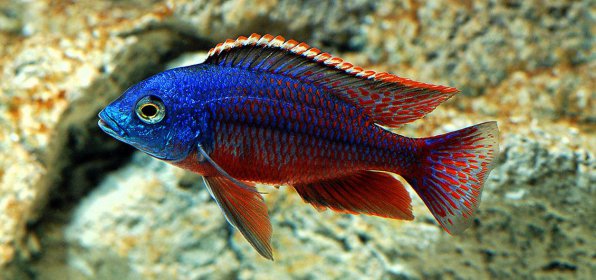 Хаплохромис боадзулу