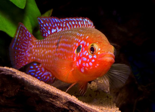 Хромис красавец