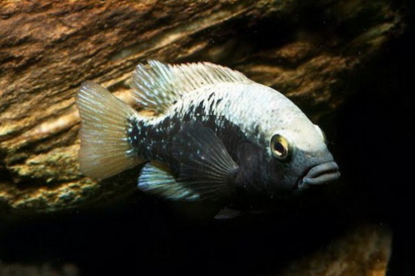 Цихлазома Бартона