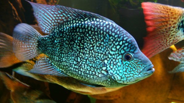 цихлазома бриллиантовая