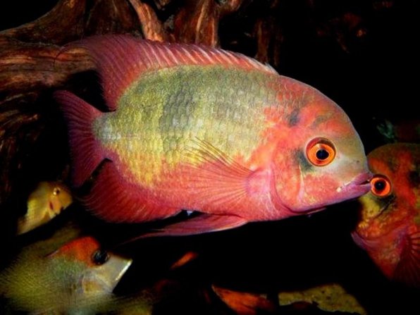 Цихлазома винная бражная