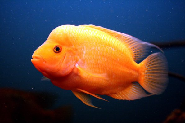 Цихлазома цитроновая