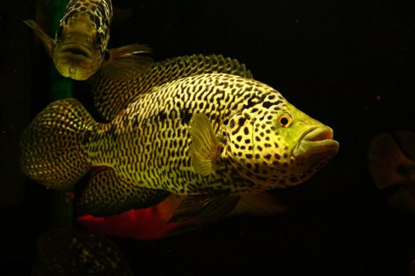 Цихлазома манагуанская