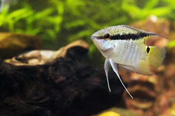 Цихлазома мезонуата