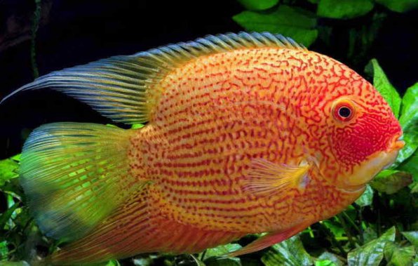 Цихлазома северум фото