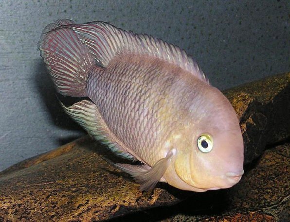 Цихлазома сизая или спилурум