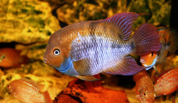 Цихлазома cэджика