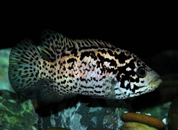 Цихлазома тетракантум или кубинская