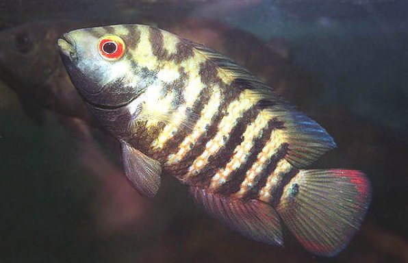 Цихлазома фацетум или чанчита