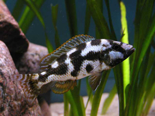 Нимбохромис ливингстона