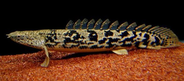 Полиптерусы