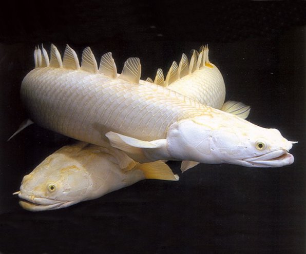 полиптерус фото