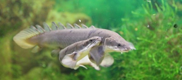 полиптерус сенегальский