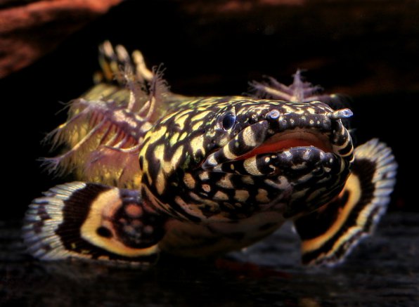 Полиптерусы