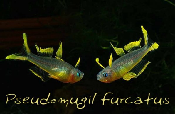 Попондетта Фурката