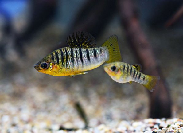 Лимия чернополосая