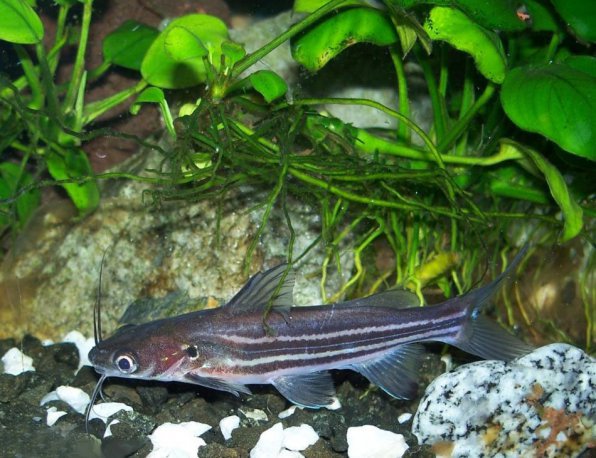 Мистус полосатый