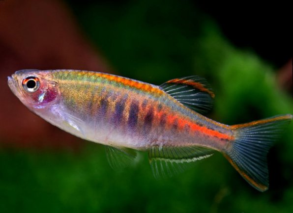 Данио хопра или светлячок