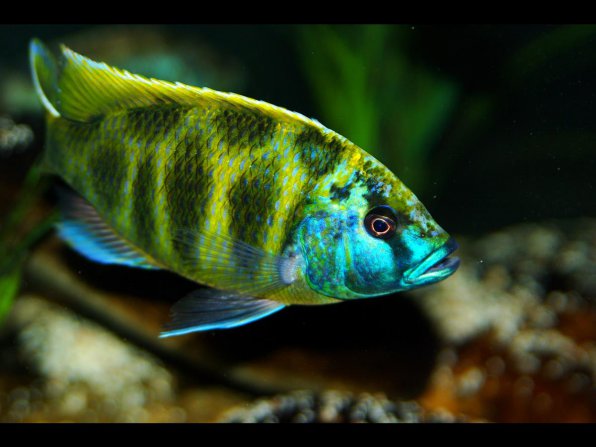 нимбохромис венустус