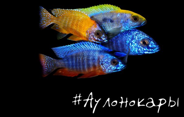 Аулонокары