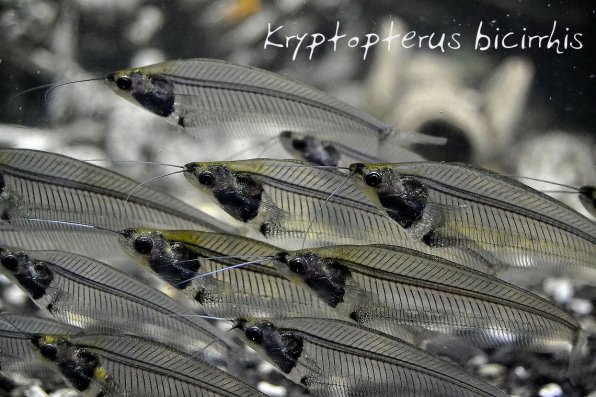 Стеклянный сом